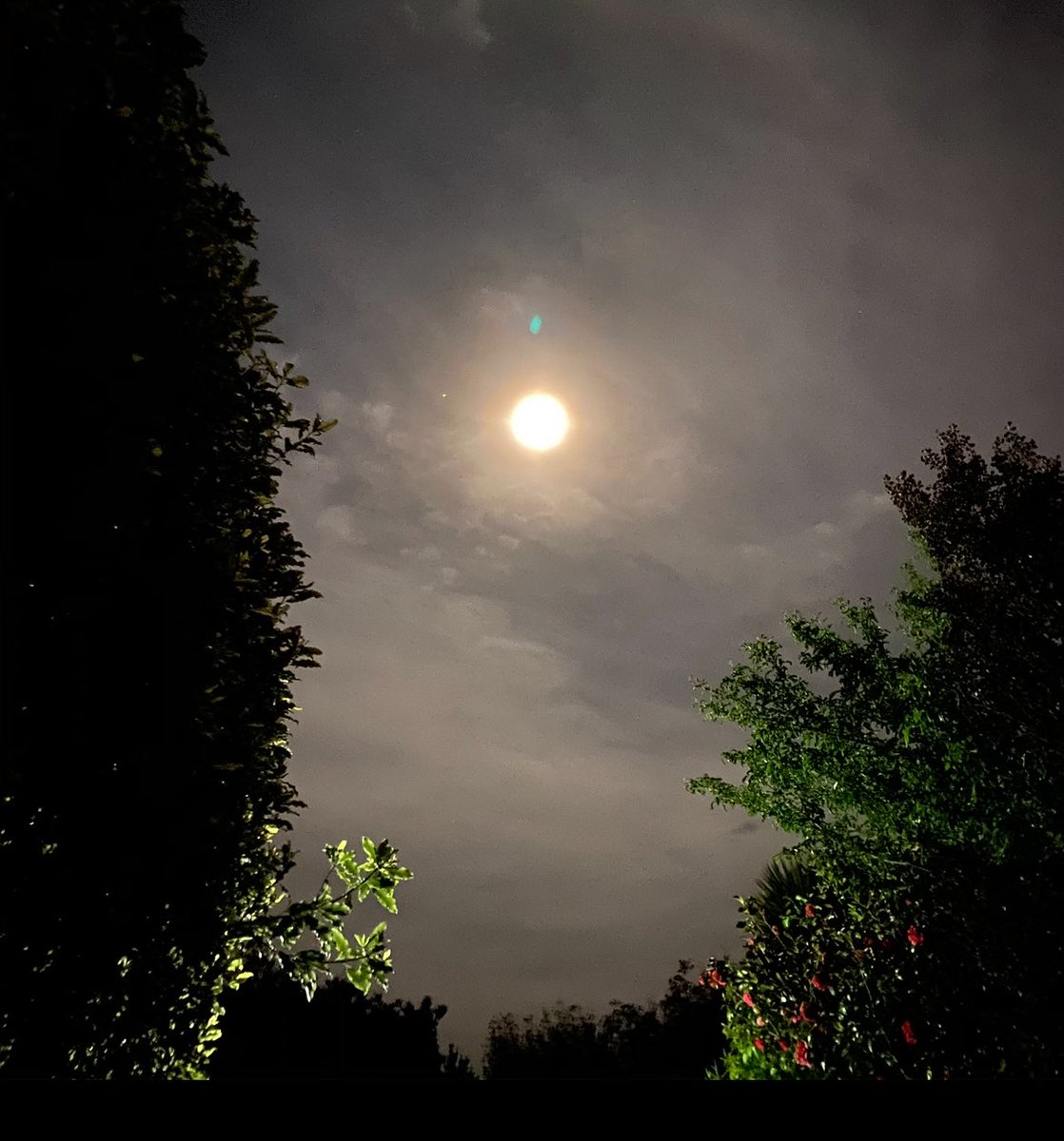 Adrian Paterson (@darwinnernz) on Twitter photo I see a bad moon rising - but how many other mammalian pest do so? Postgrad Kate Morrison talks us through the effect that moonlight has on NZ vertebrate pest activity in a new <a href="/LincolnUniNZ/">Lincoln University</a> <a href="/ecolincnz/">Ecology@LincolnUniNZ</a> article at lincolnecology.org.nz/2025/07/21/und… I see a bad moon rising - but how many other mammalian pest do so? Postgrad Kate Morrison talks us through the effect that moonlight has on NZ vertebrate pest activity in a new <a href="/LincolnUniNZ/">Lincoln University</a> <a href="/ecolincnz/">Ecology@LincolnUniNZ</a> article at lincolnecology.org.nz/2025/07/21/und…