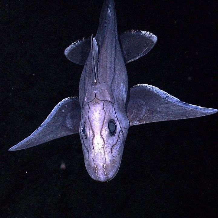 🚫 Say NO to deep sea mining⁠

Our #ocean floor holds fragile ecosystems we barely understand — but corporations want to strip it for minerals, risking irreversible harm.

🌊 Demand a stop to the plundering of our oceans: defendthedeep.org 🌎

#DefendTheDeep #DeepSeaMining
