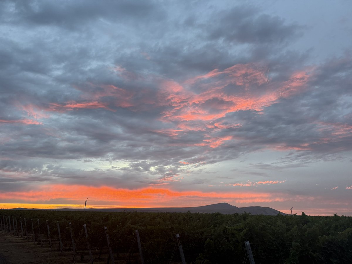 frichettewinery's tweet photo. #AI loves sunsets on #RedMtn https://t.co/dUZQT3UdT7