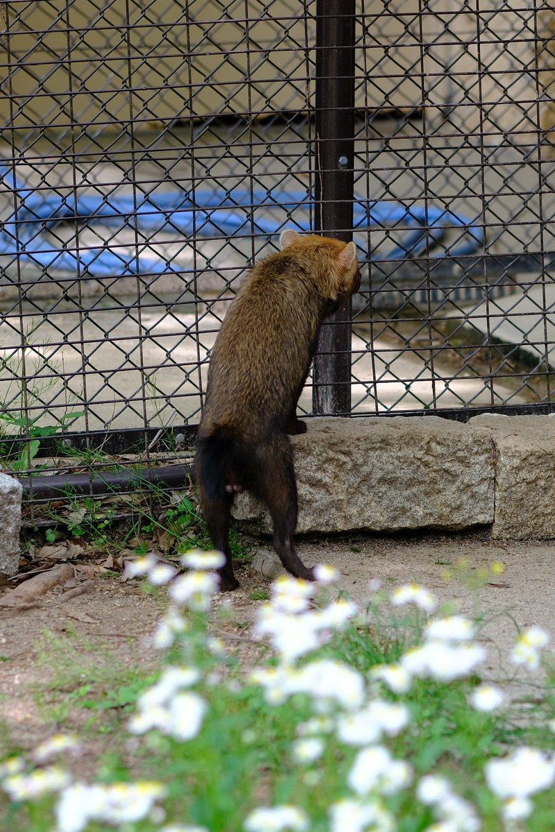 ichi_arie_kui's tweet image. 世界ヤブイヌの日ということで、各園で二人組で遊んでいたヤブイヌさんたちを…
#世界ヤブイヌの日
#ヤブイヌ
#ズーラシア
#埼玉県こども動物自然公園
#平川動物公園
#東山動植物園