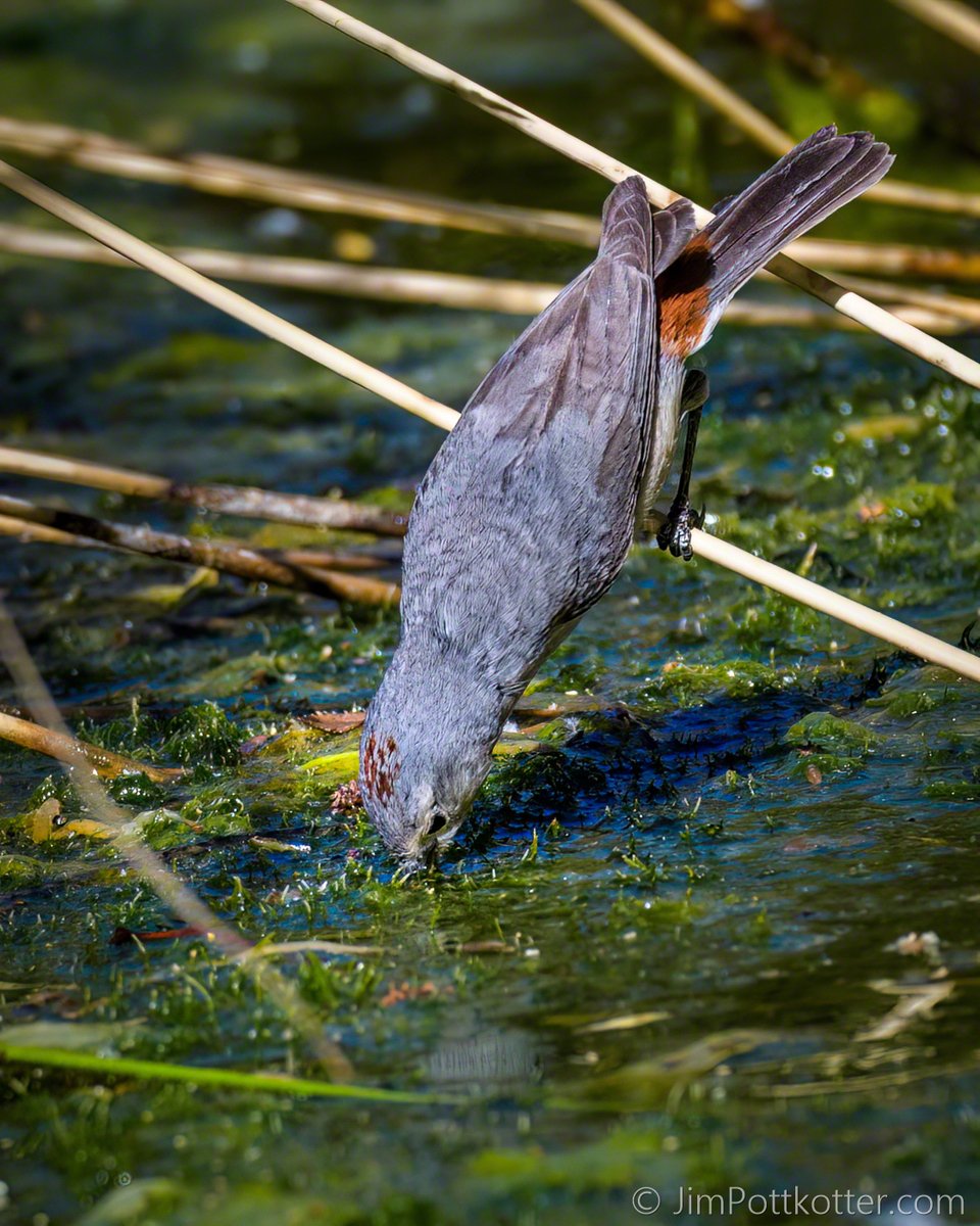 HappyPixr's tweet image. Lucy's Warbler is a small gray bird that breeds in the Desert Southwest. Its rusty rump and crown provide subtle beauty. Pairs forage in riparian areas, where they dine on insects. This one looks like it's getting a drink or finding a small morsel in the shallow water. #birds