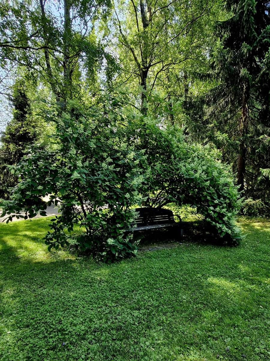 Hannimonninen's tweet image. Tällä penkillä voisi istua elämältä suojassa tai piilossa, ajattelin sen nähdessäni. Melkoinen rauhan tyyssija.

Voimaa ja rauhaa maanantaihin!