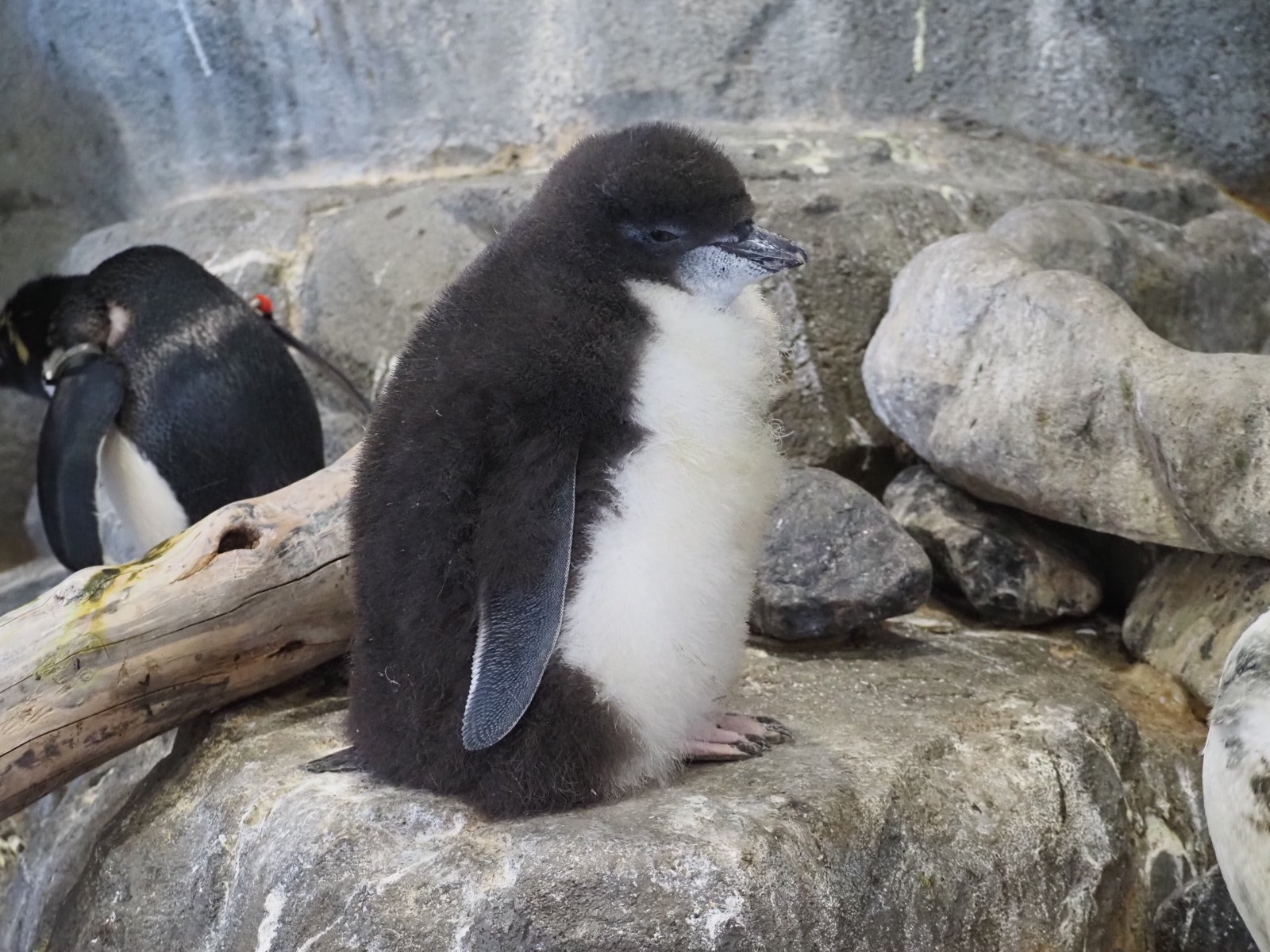 油絵 イワトビペンギン 海 イワトビペンギン｣フォークランド諸島 ・ Bing日替わり壁紙