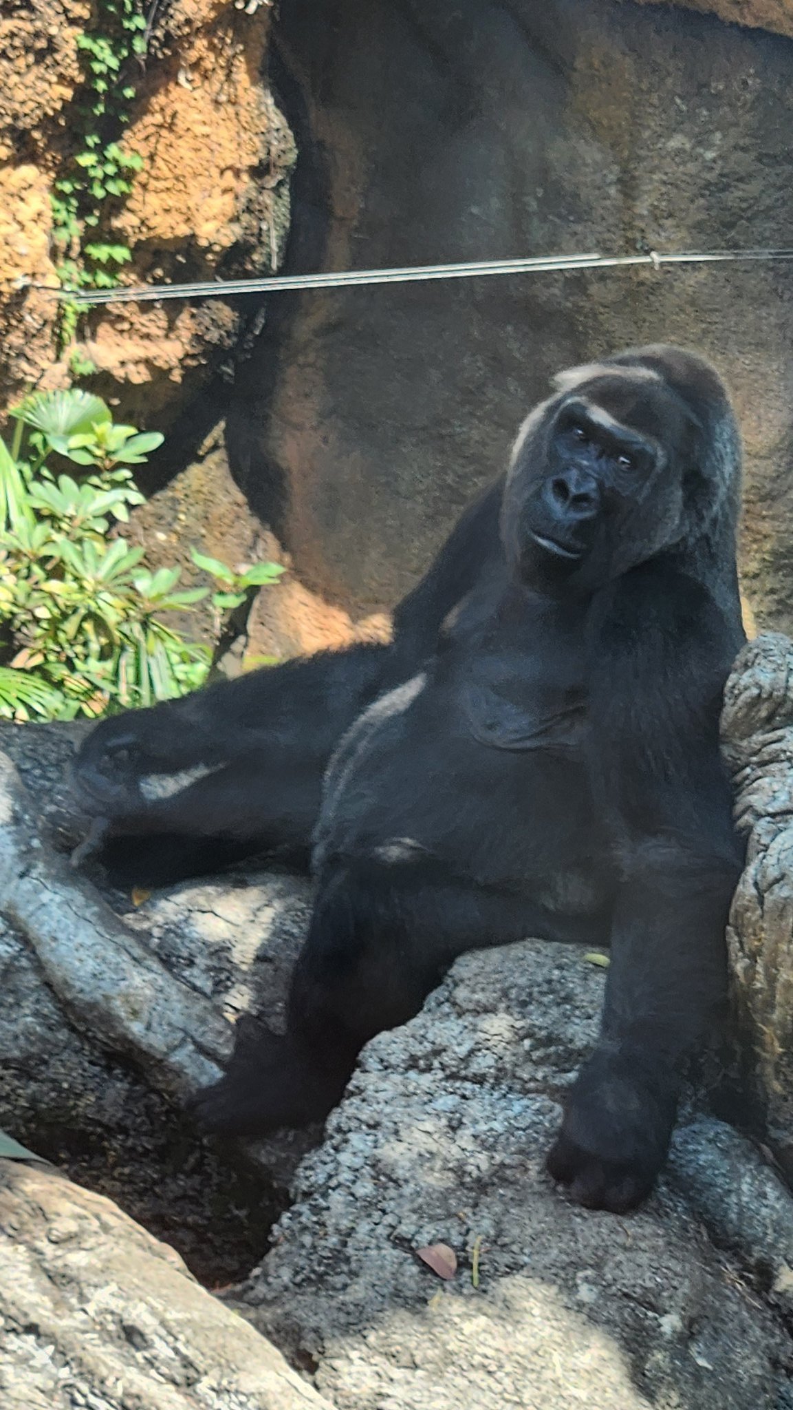 ゴリラの春4 ゴリラ（Gorilla）フェア 4.1(金)～4.17(日)｜イベント・フェア