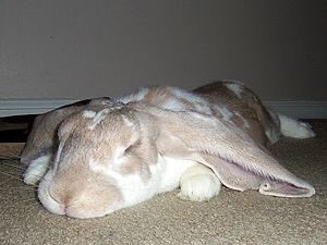 Bunnies (@bunnies) on Twitter photo 