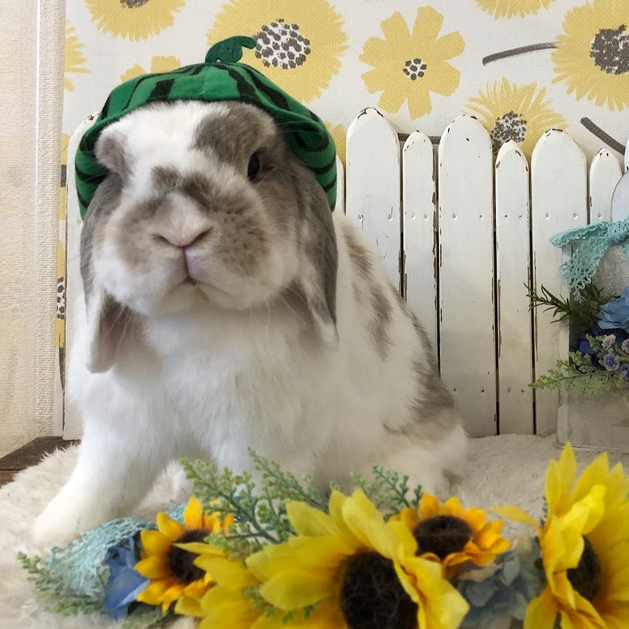 RabbitLink2's tweet image. /
先週ケアに来てくれた可愛いお客様のご紹介です🌻
\
今日は海の日ですね🌊
なんだか久しぶりの祝日だな〜と思ってカレンダーを見てみたら、先月6月は祝日が1日も無く、5月6日が最後の祝日だったのでGWぶりでした👀‼
久々の3連休ということもあり、当店のペットホテルも賑わっております🙌…