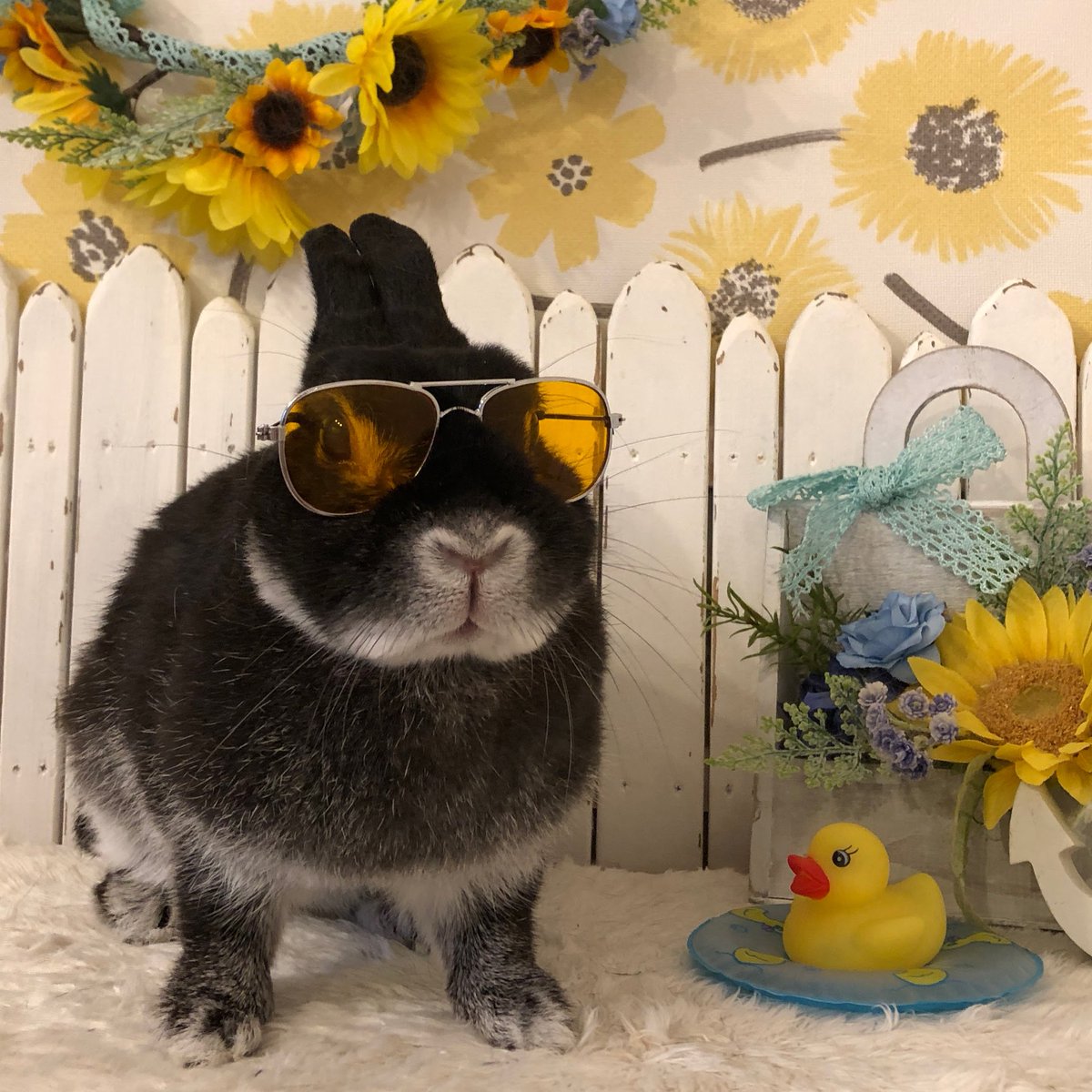 RabbitLink2's tweet image. /
先週ケアに来てくれた可愛いお客様のご紹介です🌻
\
今日は海の日ですね🌊
なんだか久しぶりの祝日だな〜と思ってカレンダーを見てみたら、先月6月は祝日が1日も無く、5月6日が最後の祝日だったのでGWぶりでした👀‼
久々の3連休ということもあり、当店のペットホテルも賑わっております🙌…
