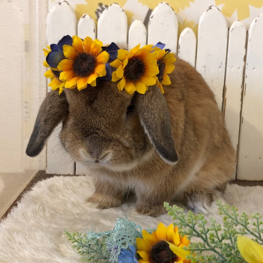 RabbitLink2's tweet image. /
先週ケアに来てくれた可愛いお客様のご紹介です🌻
\
今日は海の日ですね🌊
なんだか久しぶりの祝日だな〜と思ってカレンダーを見てみたら、先月6月は祝日が1日も無く、5月6日が最後の祝日だったのでGWぶりでした👀‼
久々の3連休ということもあり、当店のペットホテルも賑わっております🙌…