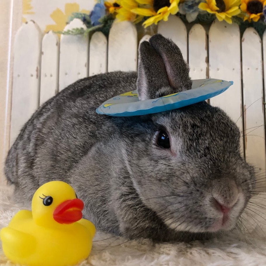 RabbitLink2's tweet image. /
先週ケアに来てくれた可愛いお客様のご紹介です🌻
\
今日は海の日ですね🌊
なんだか久しぶりの祝日だな〜と思ってカレンダーを見てみたら、先月6月は祝日が1日も無く、5月6日が最後の祝日だったのでGWぶりでした👀‼
久々の3連休ということもあり、当店のペットホテルも賑わっております🙌…
