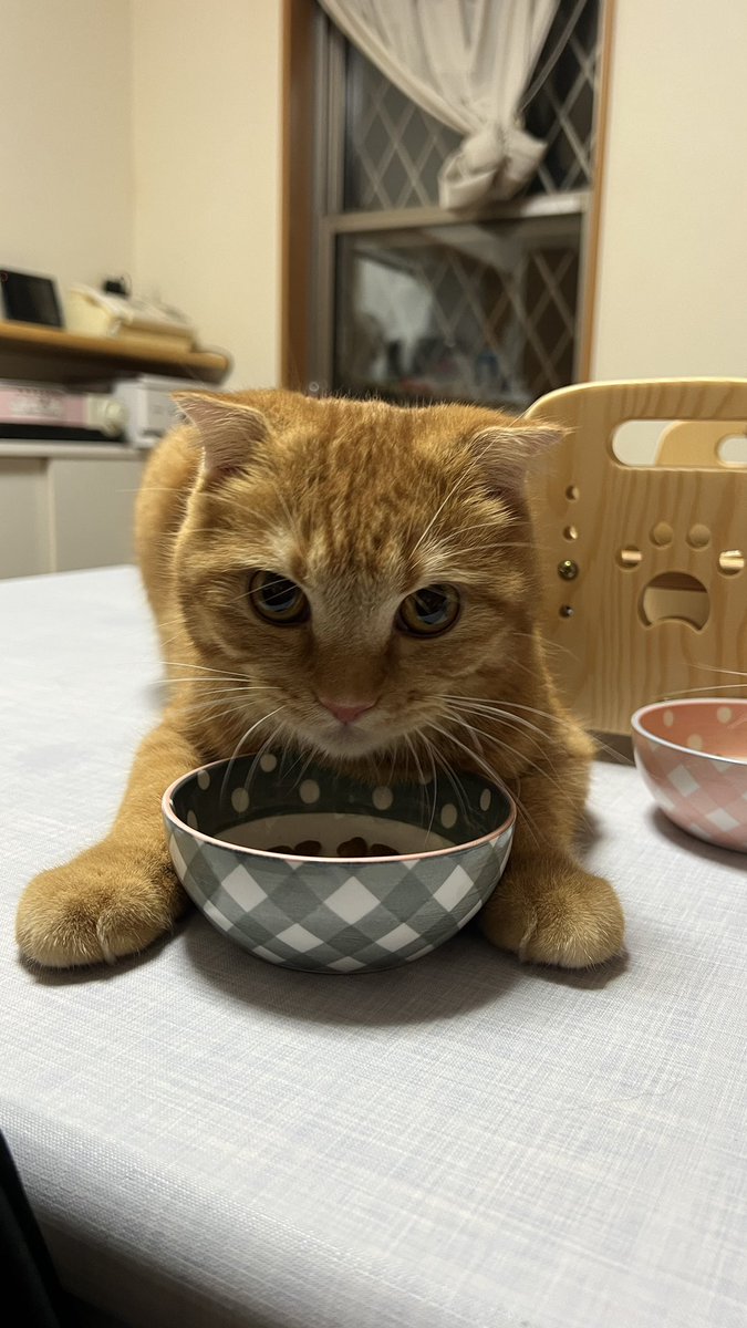 psyuk_nb's tweet image. 犬食いしてるシエル🐱
東名どうせ混んでるしゆっくり帰る