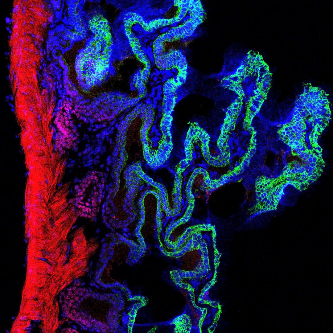 Centenary Institute tweet media