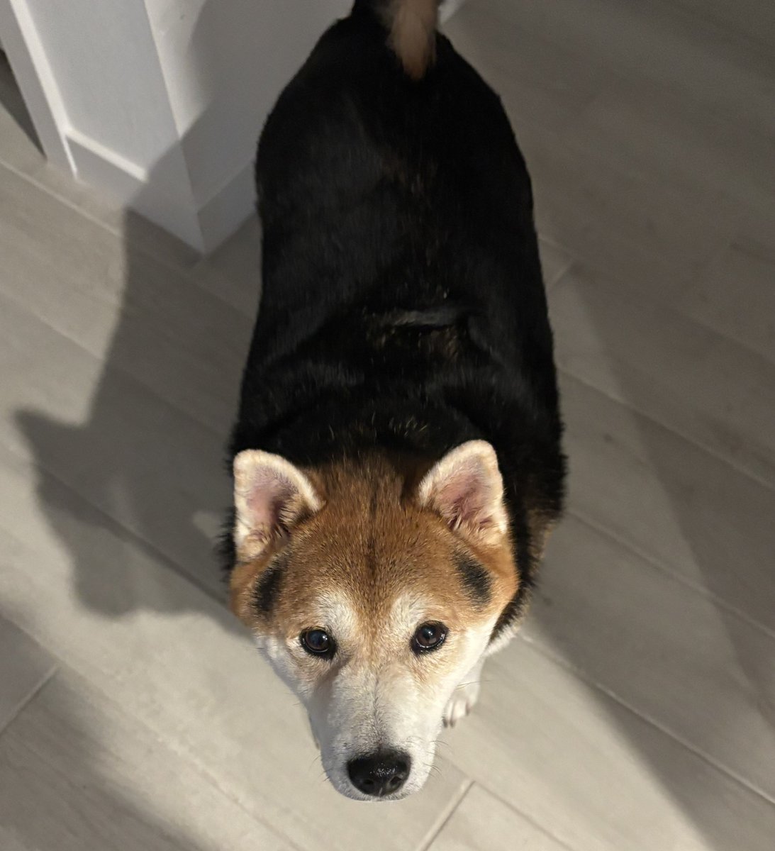 miamelonya's tweet image. stuck dogsitting while the adults celebrate their sunday... sorry, may just have to stream tomorrow
(´;ω;`) here is burnt loaf-chan as an apology.