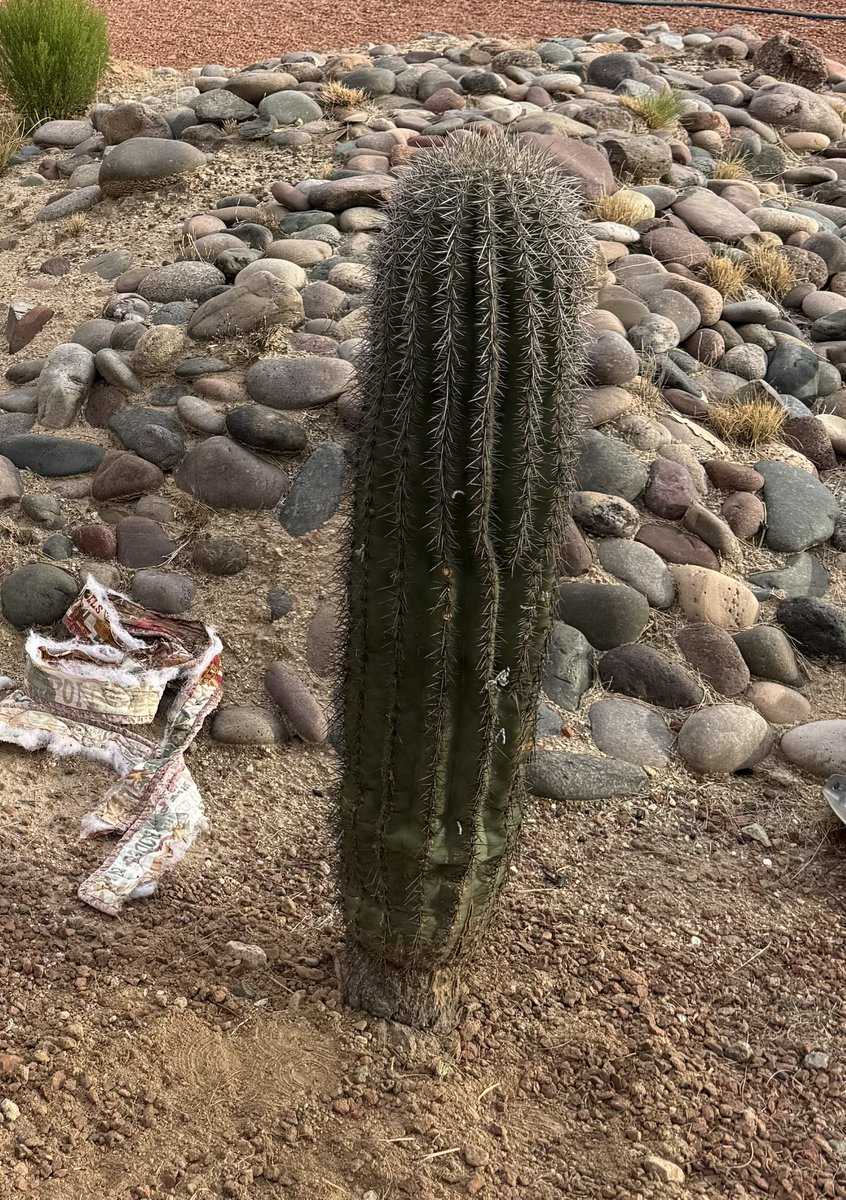 OneTrueKirk's tweet image. Today I planted this saguaro cactus in my yard. It is older than me and will most likely outlive anyone reading this

(Don’t) touch spines, anon