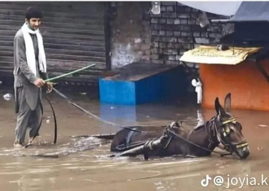 farman1194's tweet photo. پانی گردن تک آ چکا ہے، مگر کھوتی اور اس کا مالک بضد ہیں کہ ہم ترقی کی راہ پر گامزن ہیں https://t.co/a71aIAHC5r