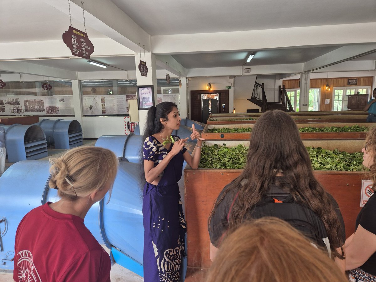 BlaiseOutdoor's tweet image. This morning we visited the New Giragama Tea Factory to see how tea is produced before enjoying a refreshing cup of tea made in the factory. Now we are off towards Kithugala for some white water rafting.