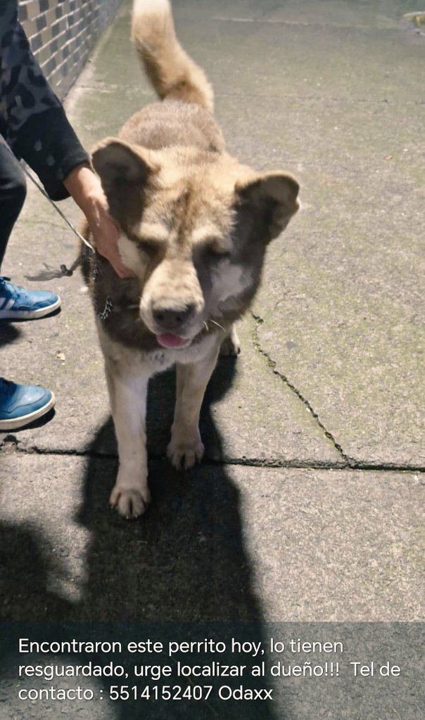 guerashome's tweet photo. Este perrito fue encontrado en el Elektra de Molinos, zona Mixcoac, Cdmx,ahorita está resguardado, no trae collar. Urge localizar al dueño!! @adn40 @MrElDiablo8 @akyoshi09 @FundacionToby @2323Petersen #cdmx #perros #perrosPerdidos @lawera33 #perrosEncontrados https://t.co/IFt0WT3DmK