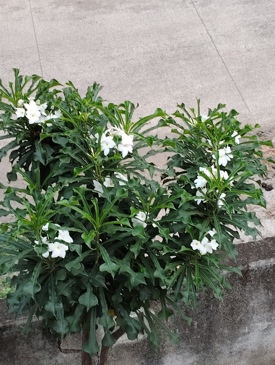 Good morning all X friend.