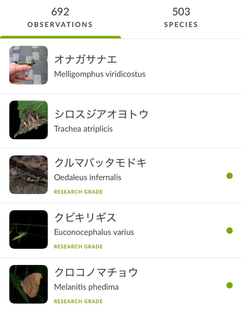 emuratee's tweet image. 気づいたらiNaturalistの記録種数が500を超えてた。次は1000か。なかなか遠いな。
生き物観察する人はぜひ一緒にやりましょう！