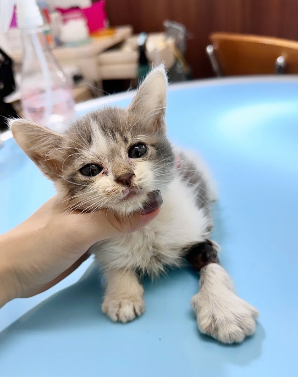 エールを下さい。小鳥ちゃんは、今から壊死した腕の手術を受けます。体がとても小さくて弱いから麻酔から目が覚めないリスクが高い・・しかしこのままでは敗血症で死ぬからオペするしかない。どうか手術が無事に成功しますように🙏