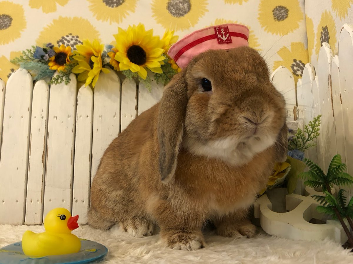 RabbitLink2's tweet image. /
先週ケアに来てくれた可愛いお客様のご紹介です🌻🐰
\
今日は海の日ですね🌊
なんだか久しぶりの祝日だな〜と思ってカレンダーを見てみたら、先月6月は祝日が1日も無く、5月6日が最後の祝日だったのでGWぶりでした👀‼
久々の3連休ということもあり、当店のペットホテルも賑わっております🙌…