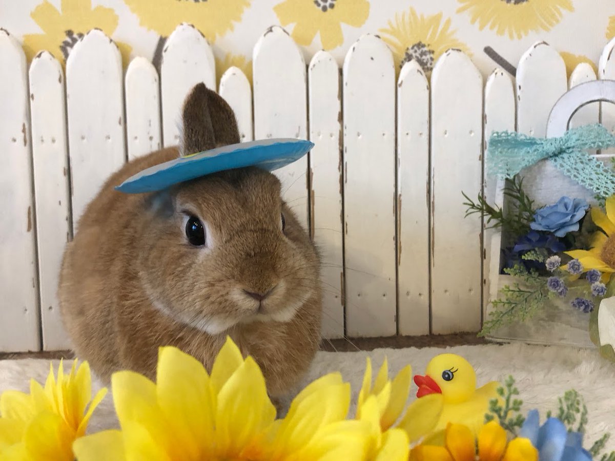RabbitLink2's tweet image. /
先週ケアに来てくれた可愛いお客様のご紹介です🌻🐰
\
今日は海の日ですね🌊
なんだか久しぶりの祝日だな〜と思ってカレンダーを見てみたら、先月6月は祝日が1日も無く、5月6日が最後の祝日だったのでGWぶりでした👀‼
久々の3連休ということもあり、当店のペットホテルも賑わっております🙌…