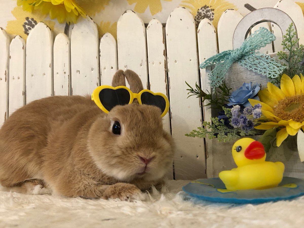 RabbitLink2's tweet image. /
先週ケアに来てくれた可愛いお客様のご紹介です🌻🐰
\
今日は海の日ですね🌊
なんだか久しぶりの祝日だな〜と思ってカレンダーを見てみたら、先月6月は祝日が1日も無く、5月6日が最後の祝日だったのでGWぶりでした👀‼
久々の3連休ということもあり、当店のペットホテルも賑わっております🙌…