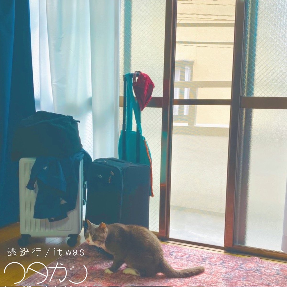 ワタガシ tweet media