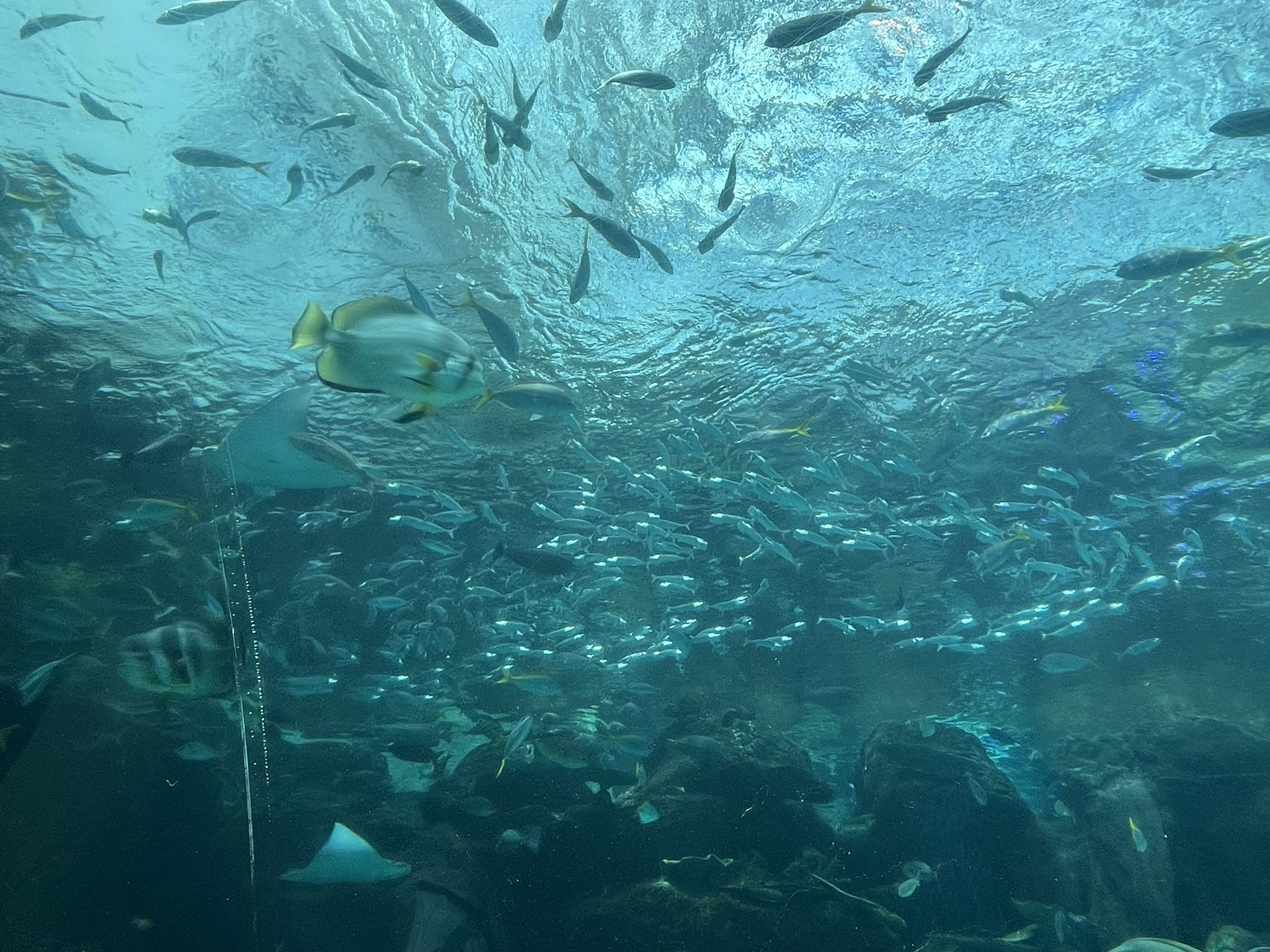 油彩画 魚の群れ 綾小路 on X: 