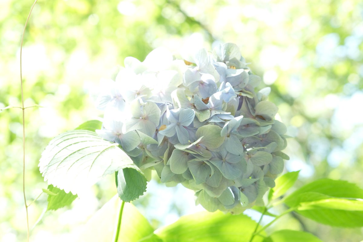 usudon_yama's tweet image. 涼しくされて
よい午後を🌿✨
🐻🥤