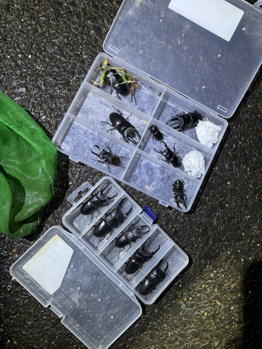 こちらの島でも何とかやりました。デカデカヒラタ&amp;ノコ。台湾の友人も大満足で帰国です。