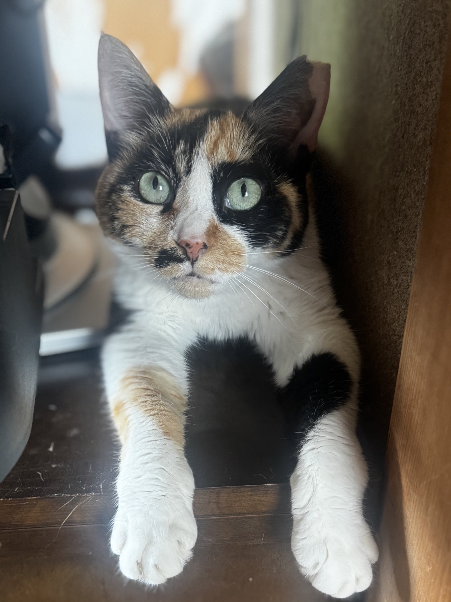 三毛猫 三毛猫を探してます
