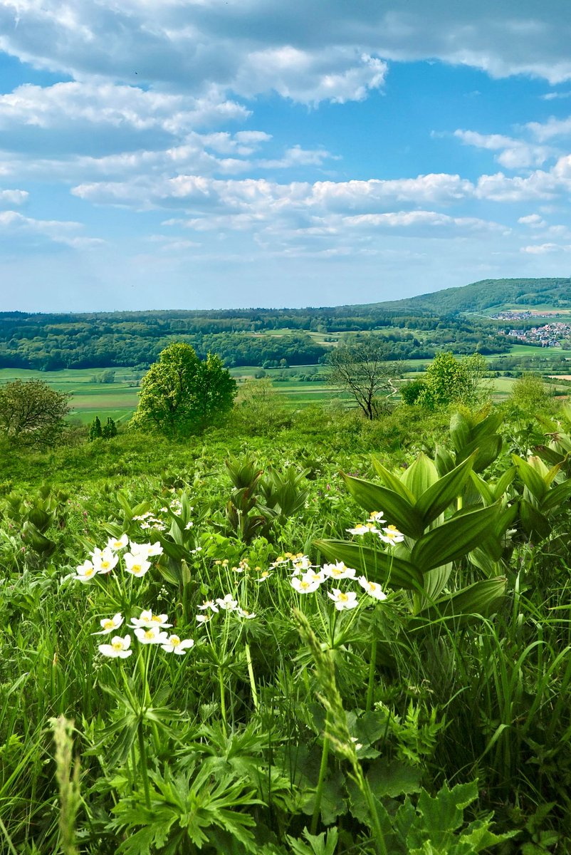curiousAbo1975's tweet image. Good morning dear friends ๐ผ๐
#wildflowers #MondayMorning