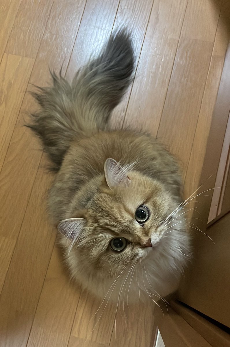 _Choko_10's tweet photo. 🐱 https://t.co/zcIX5hlyKc