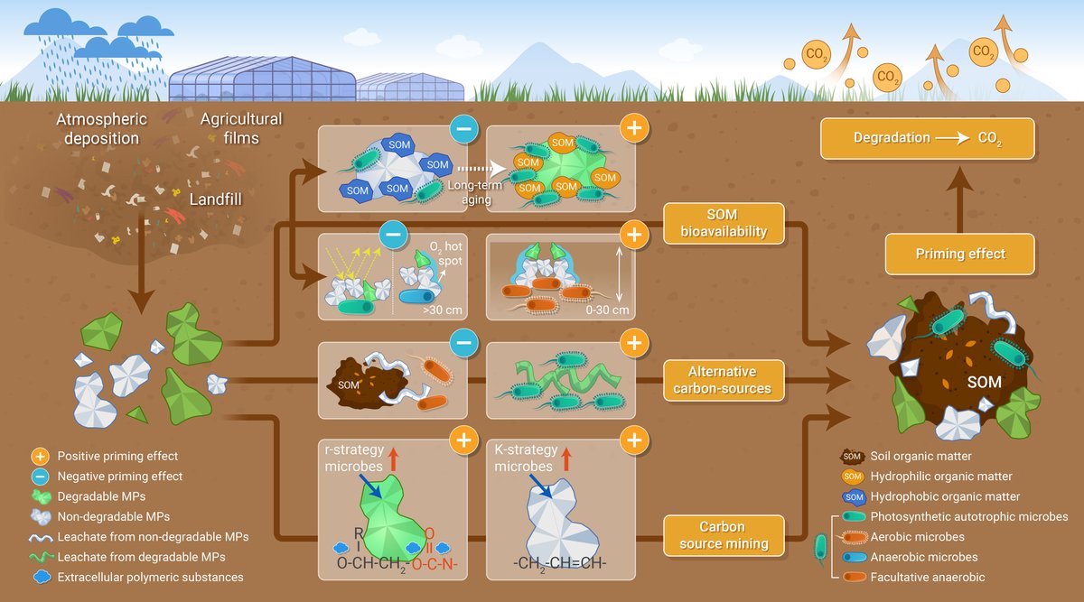 The_InnovationJ's tweet image. New in @The_InnovationJ! Incorporation of microbial strategies for carbon-utilization in interpreting soil priming effects induced by microplastics.
The soil priming effects induced by microplastics (MPs) are primarily influenced by the diverse C-utilization strategies employed…