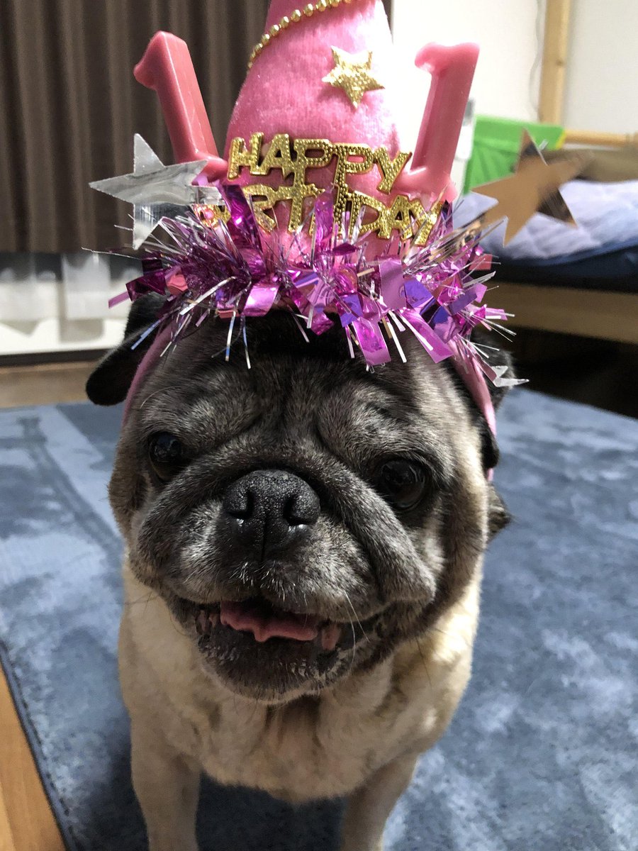 Pug_momo0823's tweet photo. 2019年8月23日のもも
11歳の誕生日🎂😆 https://t.co/Zrh98NRh3F