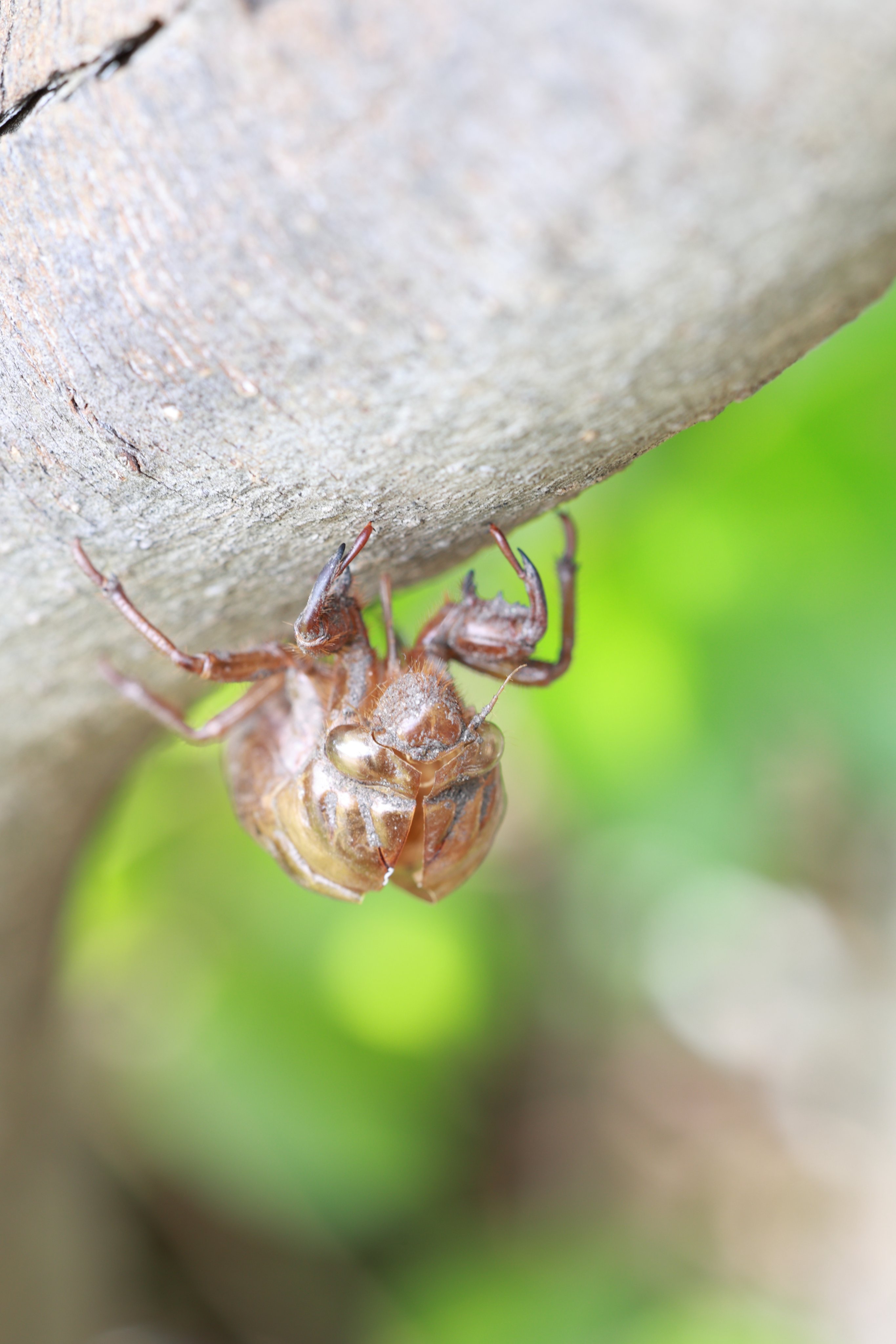 白鷗【小鳥＝羽虫無心】肉質画 【公式通販】