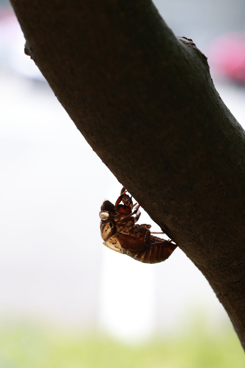 photo_hajime's tweet photo. 「　蝉の抜け殻　」　３

#ファインダー越しの私の世界
#キリトリセカイ
#マクロの世界
#eosR6
#RF100macro https://t.co/T0OQyfrJb8