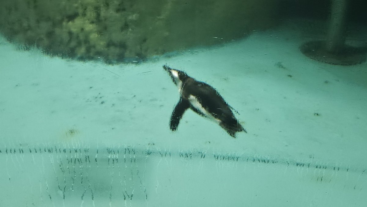 何故かペンギン見てる
まぁこんな時もある