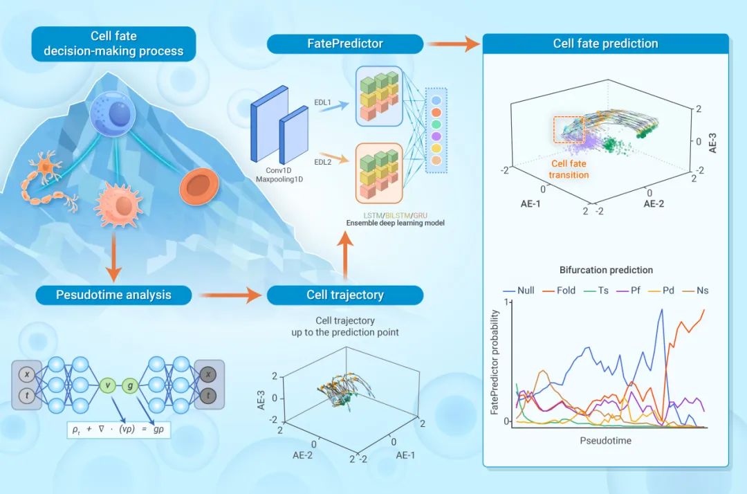 The_InnovationJ's tweet image. New in @The_InnovationJ! FatePredictor Cell fate decision-making prediction with an ensemble deep learning model.
Shen et al. develop FatePredictor, a novel computational framework grounded in bifurcation theory and optimal transport theory, to predict cell fate bifurcation based…