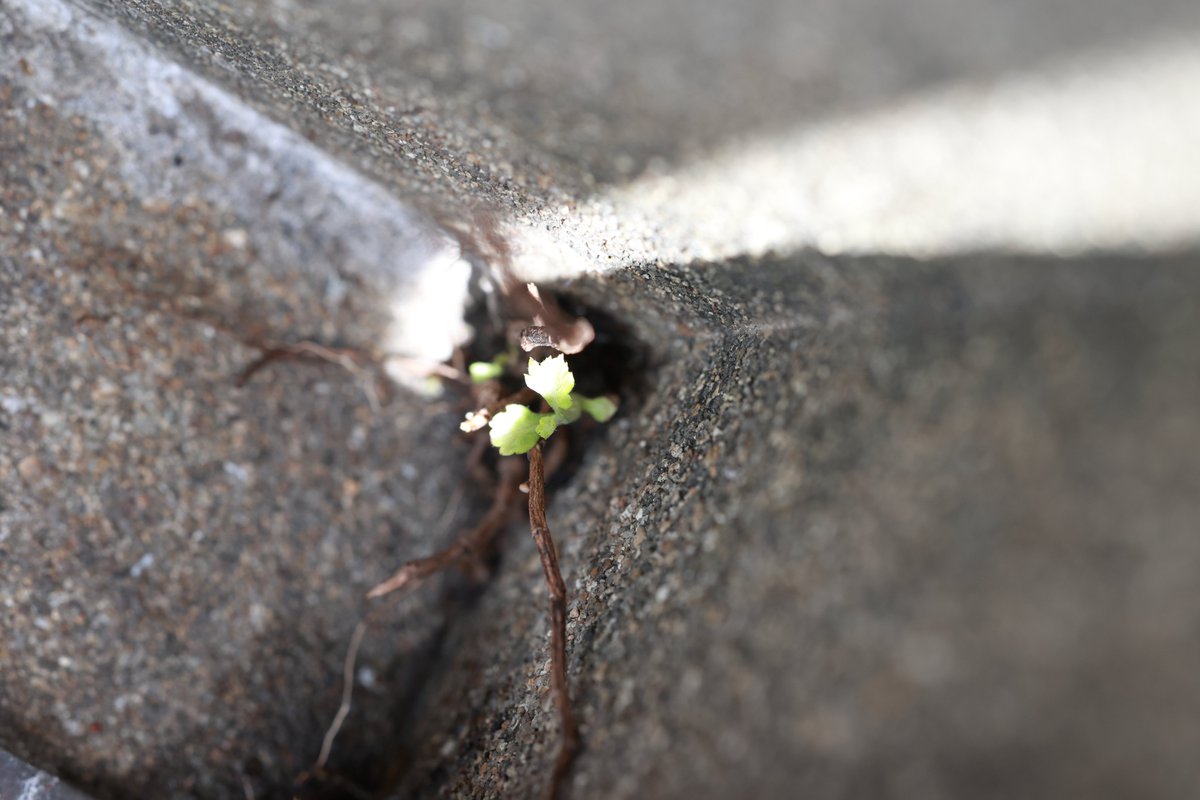 photo_hajime's tweet photo. 「　生きること　～ちっぽけな草花とて～　」　

#ファインダー越しの私の世界
#キリトリセカイ
#マクロの世界
#eosR6
#RF100macro https://t.co/T1x4NXRbp3
