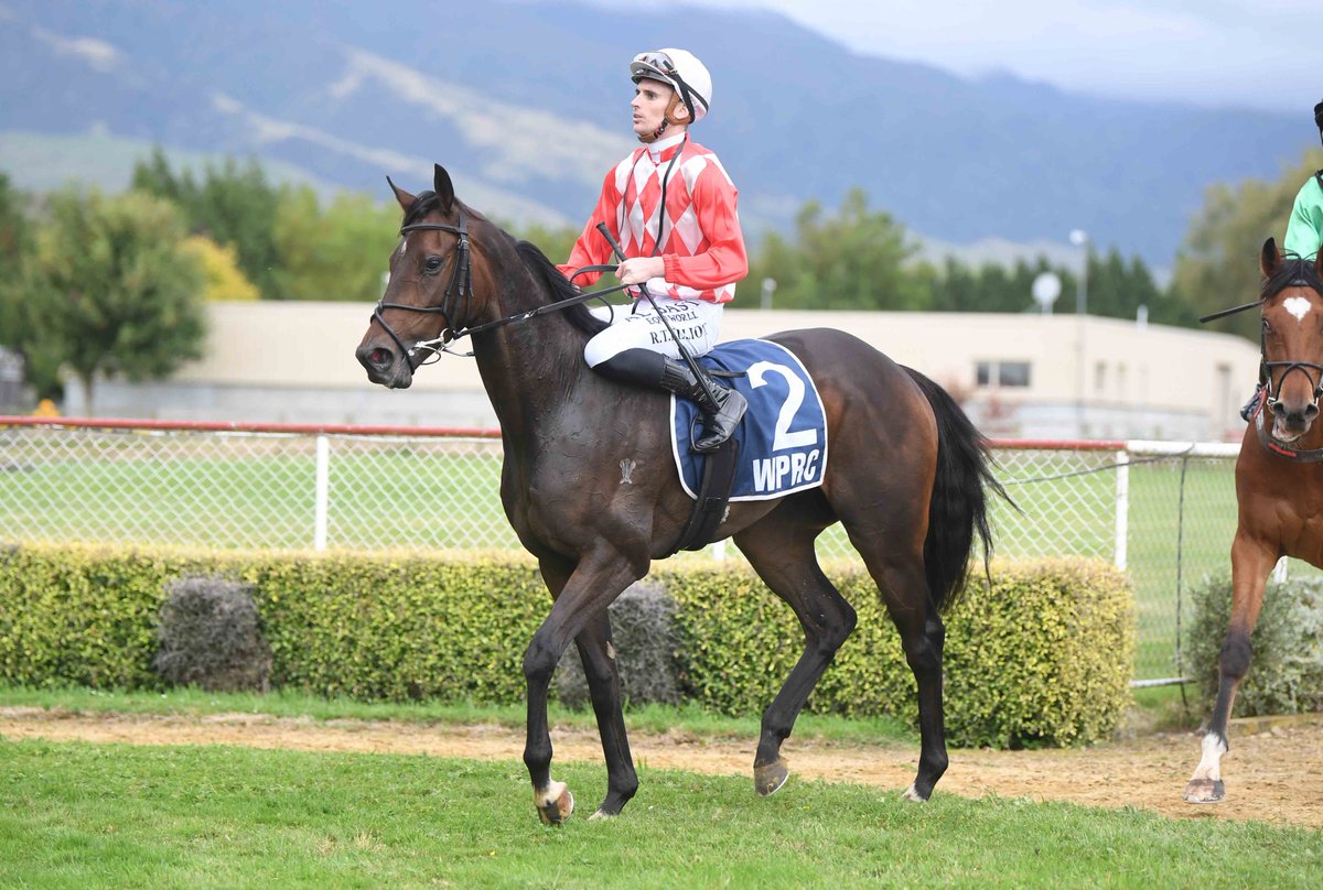 gavelhouse.com (@gavelhouse) on Twitter photo 😘 Satono Aladdin gelding Schomooze is a popular Lot in our current auction that ends tonight from 7pm. Offered on account of <a href="/Kingsclere_Nz/">Kingsclere Stables</a>, he is lightly raced and had placed on four occasions.
📲 gavelhouse.co.nz/lot/441365/sch… 😘 Satono Aladdin gelding Schomooze is a popular Lot in our current auction that ends tonight from 7pm. Offered on account of <a href="/Kingsclere_Nz/">Kingsclere Stables</a>, he is lightly raced and had placed on four occasions.
📲 gavelhouse.co.nz/lot/441365/sch…