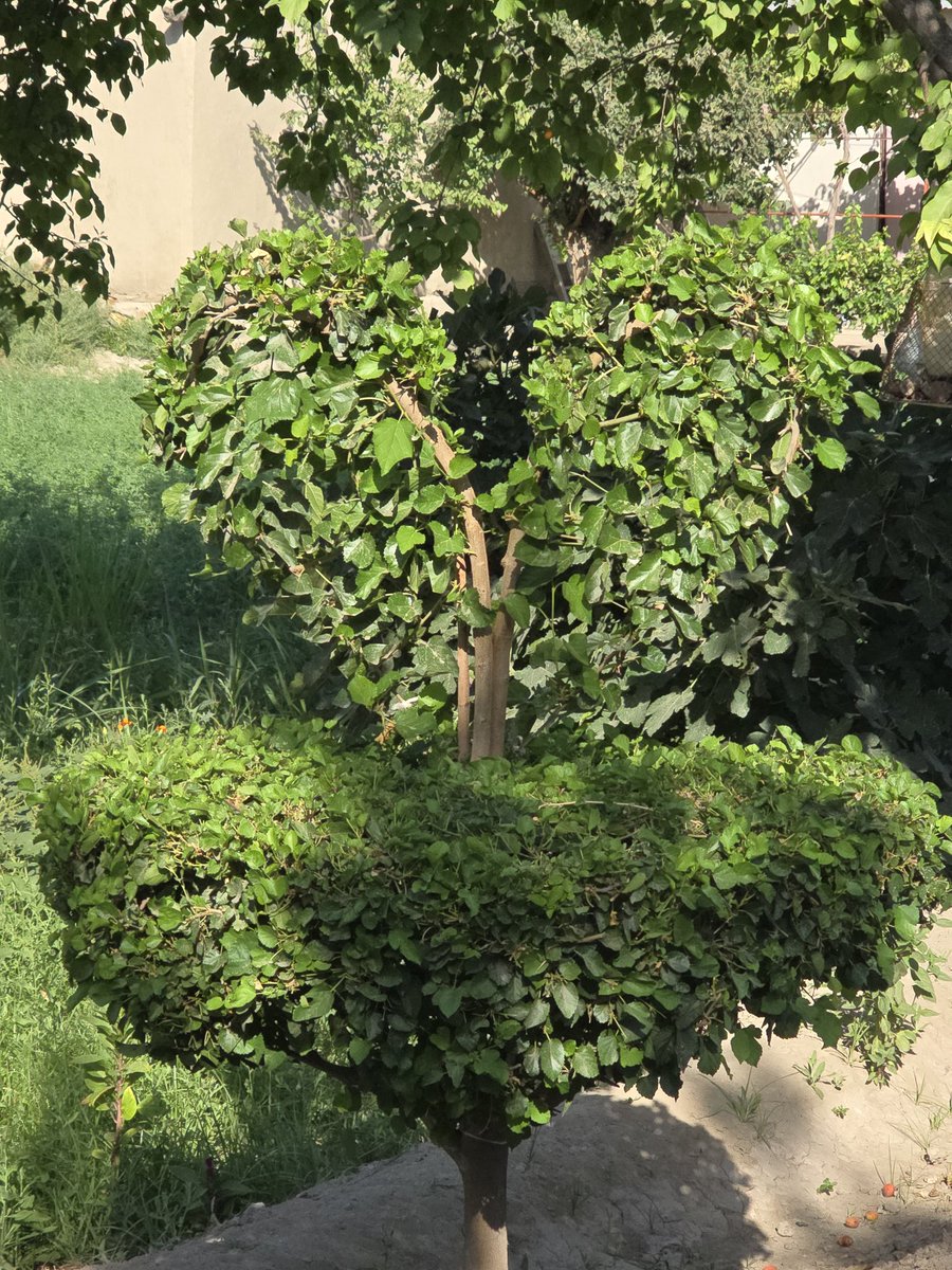 Hovlida dadam 3 tup tut daraxtini shunaqa shakl berib tarbiyalayaptilar