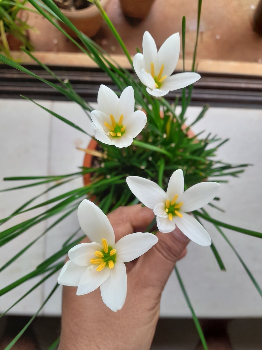 AjayKamalakaran's tweet image. White Lily Harvest

Mousson Mon Amour!