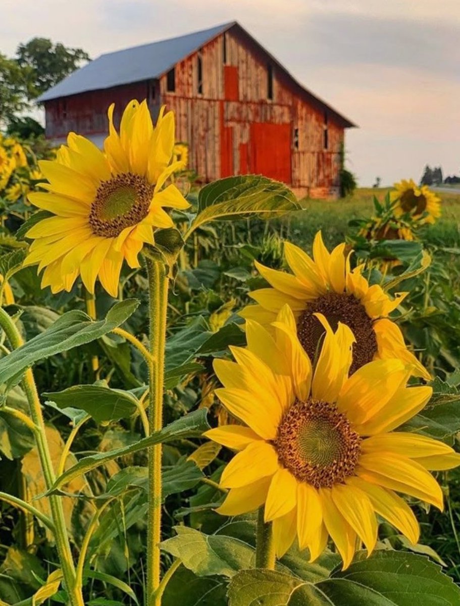 ElasLittleWorld's tweet image. Good morning.
Monday. I'm on my way to work. First day of work after my vacation.
Wishing you a wonderful start into the new week. 🪻🌻