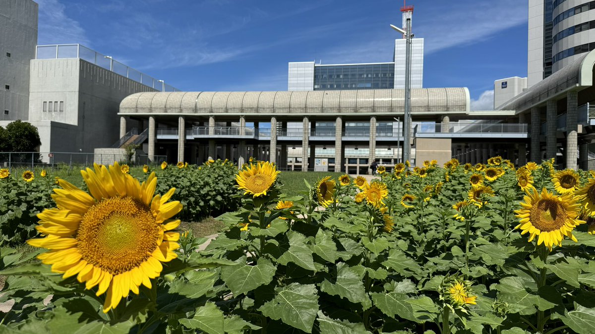 市民広場南緑地のひまわり畑。
太陽が大好物‼️
一斉に夏の太陽に顔を向けています。
#市民広場南緑地 #ひまわり畑 #ひまわり #夏空 #夏の太陽