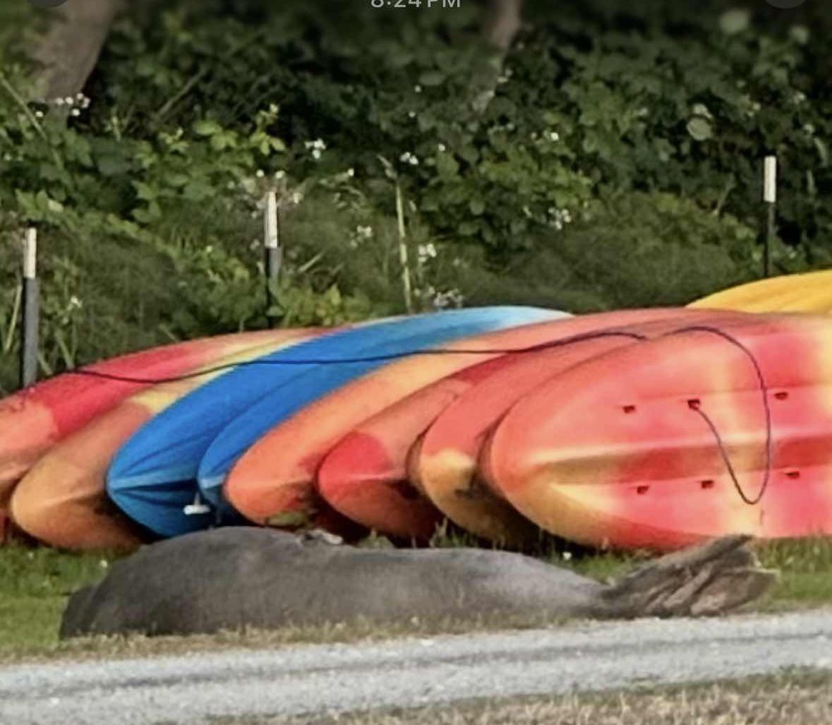 katze_chick's tweet image. Elsie Mae & I wishing you good sleeps or good Monday morning.
Silly seal is sleeping by the kayak rentals.