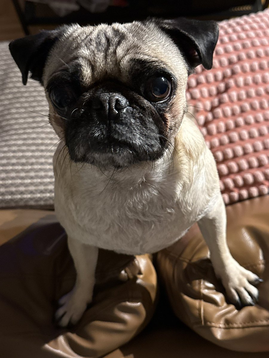 CallHerPerla's tweet image. I’ve decided Bubs needs to compete on drag race. She needs to avenge me and win it for the both of us