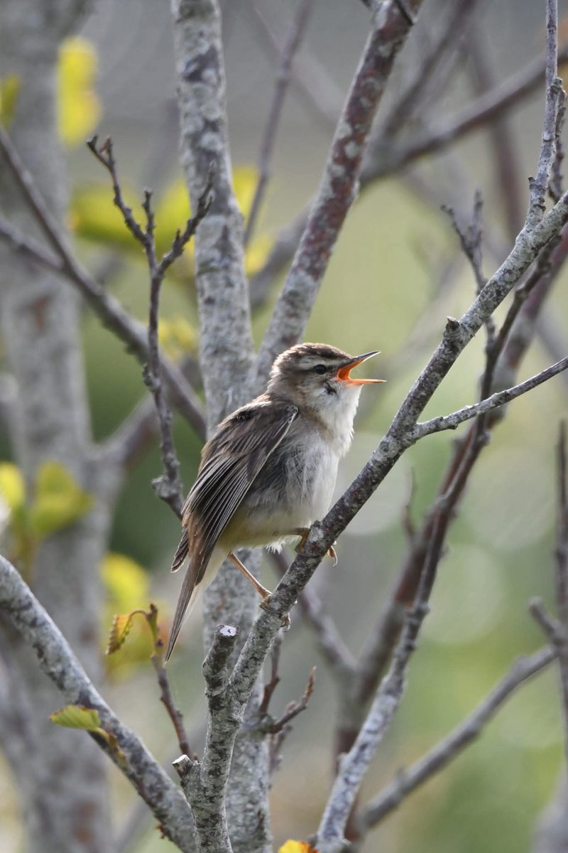 nealesmithworld's tweet image. Sedge Warbler
Bude Cornwall ใใ
#Bude #Cornwall
#SedgeWarbler