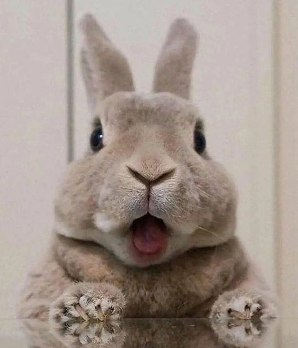 RabbitLoversUSA's tweet image. I need 500 Hello from rabbit lovers😍😍