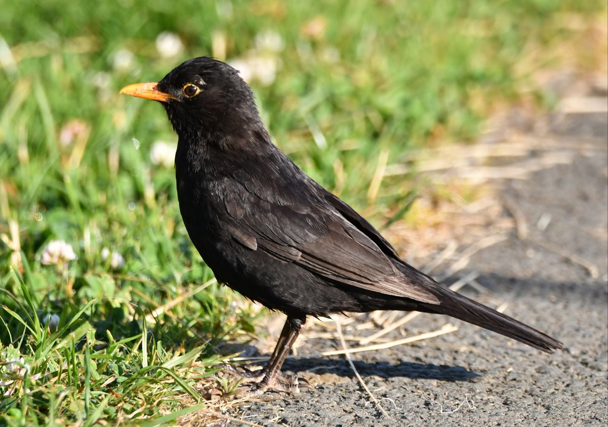 nealesmithworld's tweet image. Blackbird
Bude Cornwall ใใ
#Bude #Cornwall
#Blackbird